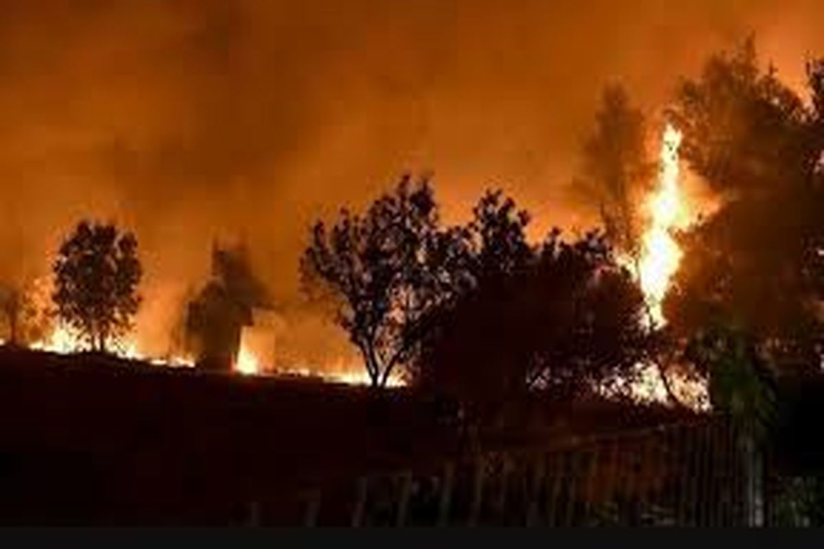 آتش سوزی عمدی باغات در شیراز پیگرد قانونی دارد