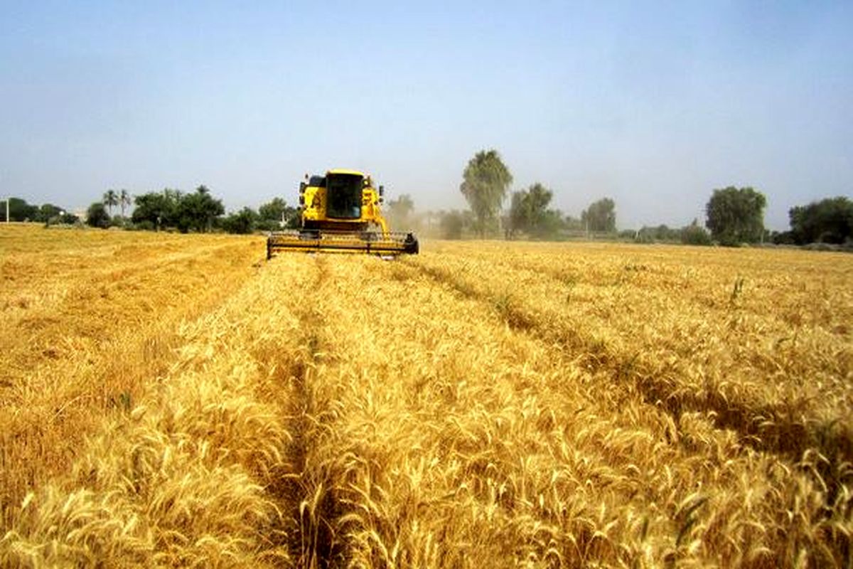 برداشت خوشه های طلایی از مزارع کشاورزی استان قزوین آغاز شد