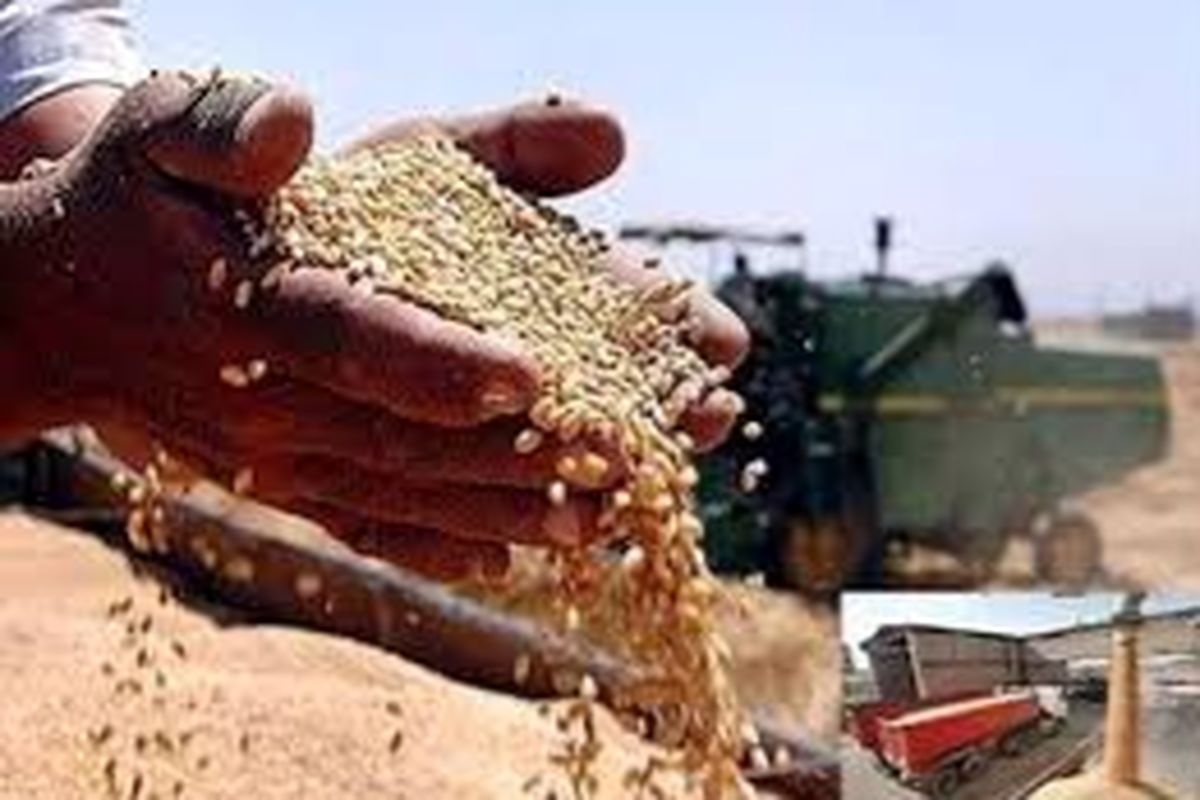خرید تضمینی ۱۱ هزار تن گندم و کلزا در مناطق گرمسیری کهگیلویه و بویراحمد