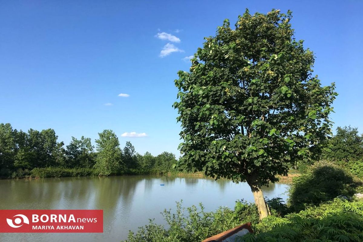 آب و هوای گرم و تابستانی تا اواسط هفته آینده در گیلان