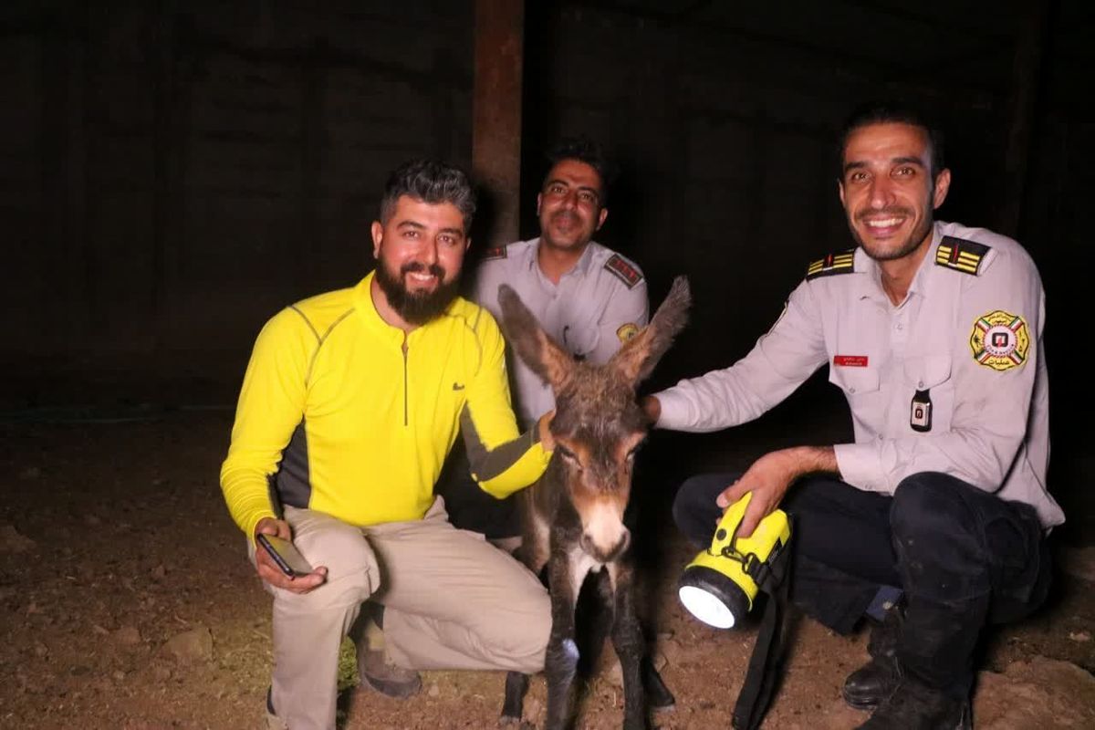 فیلم نجات کره الاغ ناقلا در اصفهان