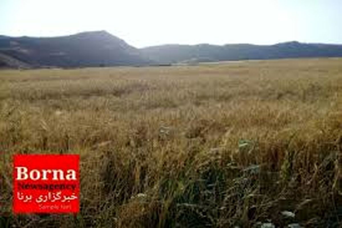 خرید بیش از ۱۵هزار تن گندم مازاد بر نیاز کشاورزان در  لرستان