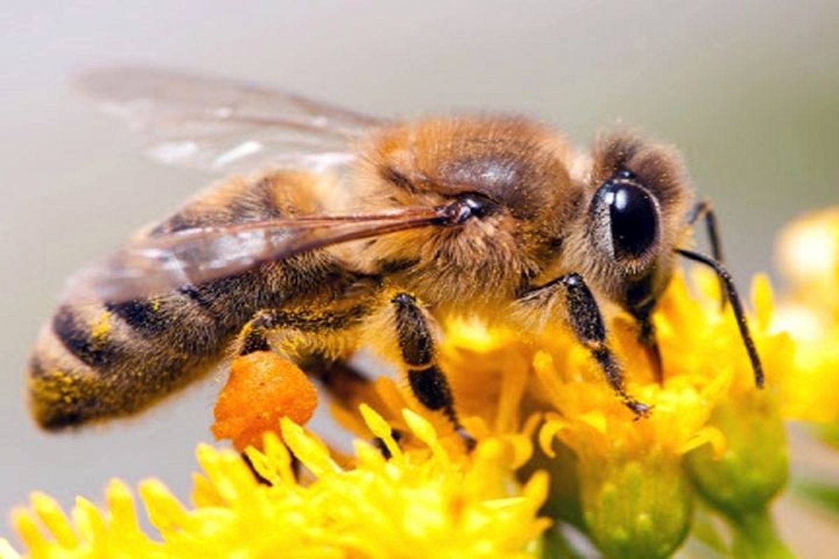 زهر زنبور عسل عملکرد آنتی‌بیوتیکی دارد