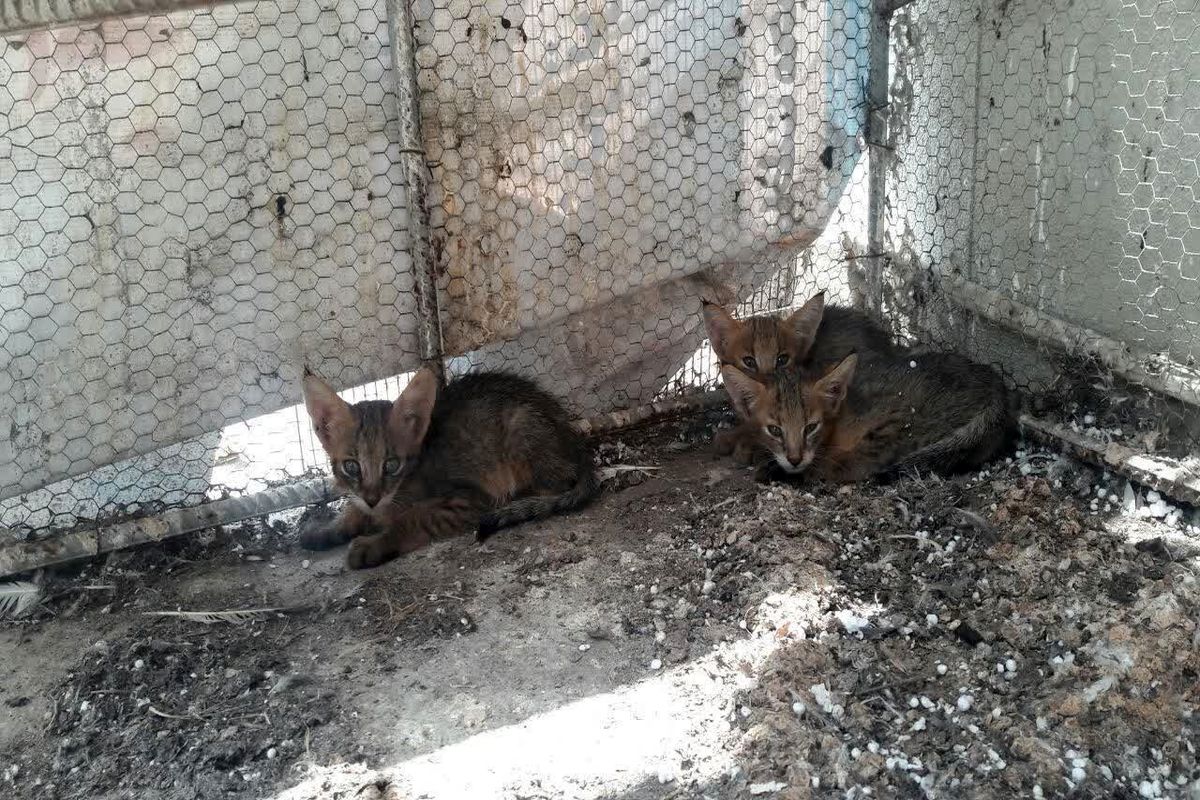 ۳ قلاده گربه وحشی نابالغ به محیط زیست بندرترکمن تحویل شد