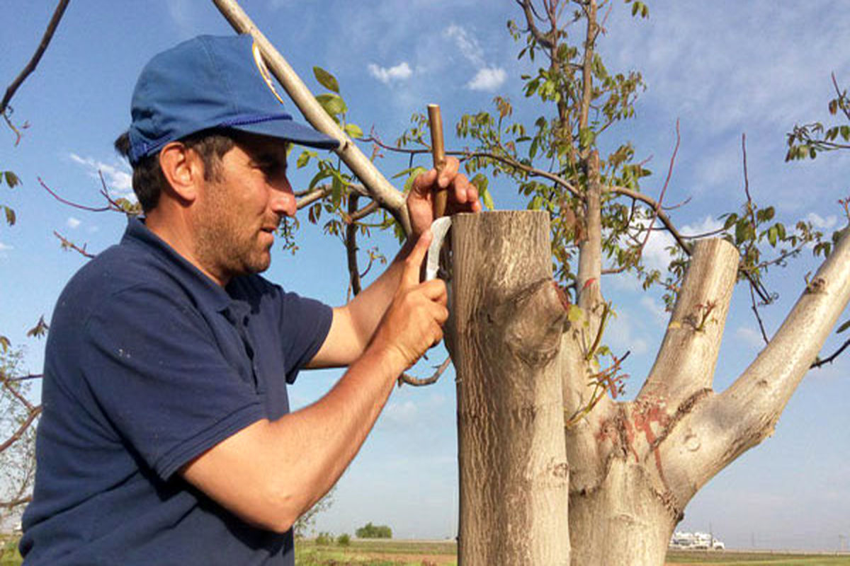 بیش از ۱۰۰ هزار اصله درخت گردو در همدان سرشاخه‌کاری شد
