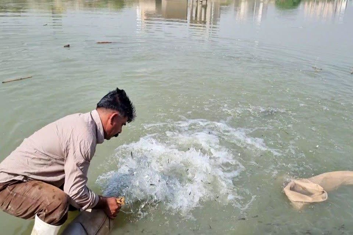 رهاسازی ۵۰۰ هزار قطعه بچه ماهی بومی در رودخانه کارون و تالاب عرب حسن شوشتر