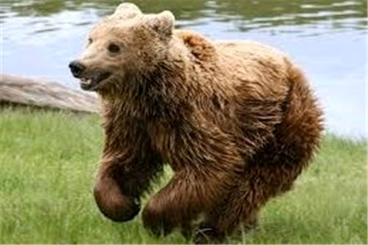 شکارچی خرس قهوه‌ای ‌به ۲۷ ماه حبس محکوم شد