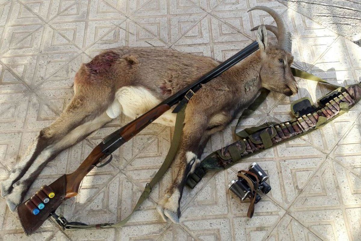 محکومیت شکارچی غیرمجاز یک رأس قوچ وحشی در نهاوند