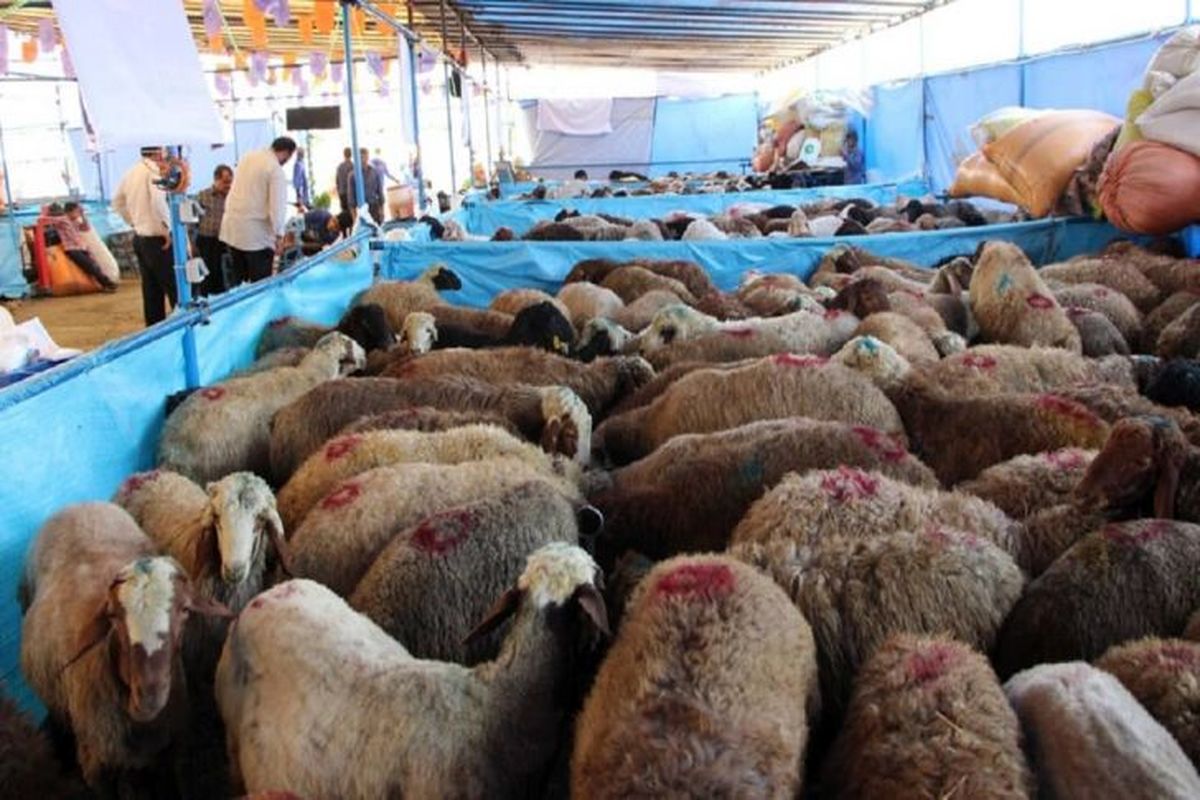 پرداخت مالیات ۱۸درصدی با کدام درآمد؟!/ کشتار کم و صادرات گوسفند زنده به کمبود و گرانی دل و جگر منجر می شود
