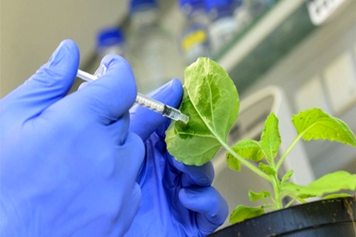 معاونت علمی از اجرای بیش از ۱۰۰ طرح پژوهشی و فناورانه در حوزه گیاهان دارویی حمایت می‌کند