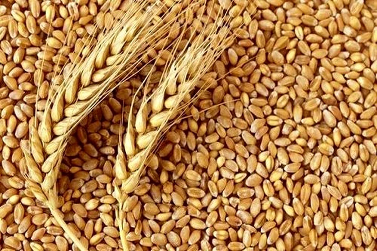 خرید ۲۸۷۰ تن گندم و جو بذری در آذربایجان شرقی