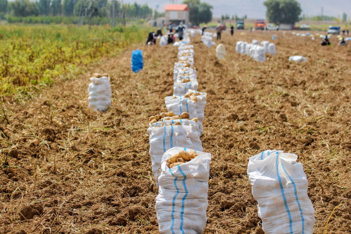 حدود ۱۰۰ درصد مزارع سیب زمینی استان زنجان با روش مکانیزه آبیاری می‌شود