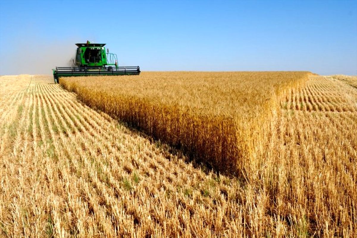 افزایش ۸۵ درصدی تولید گندم در لامرد‎