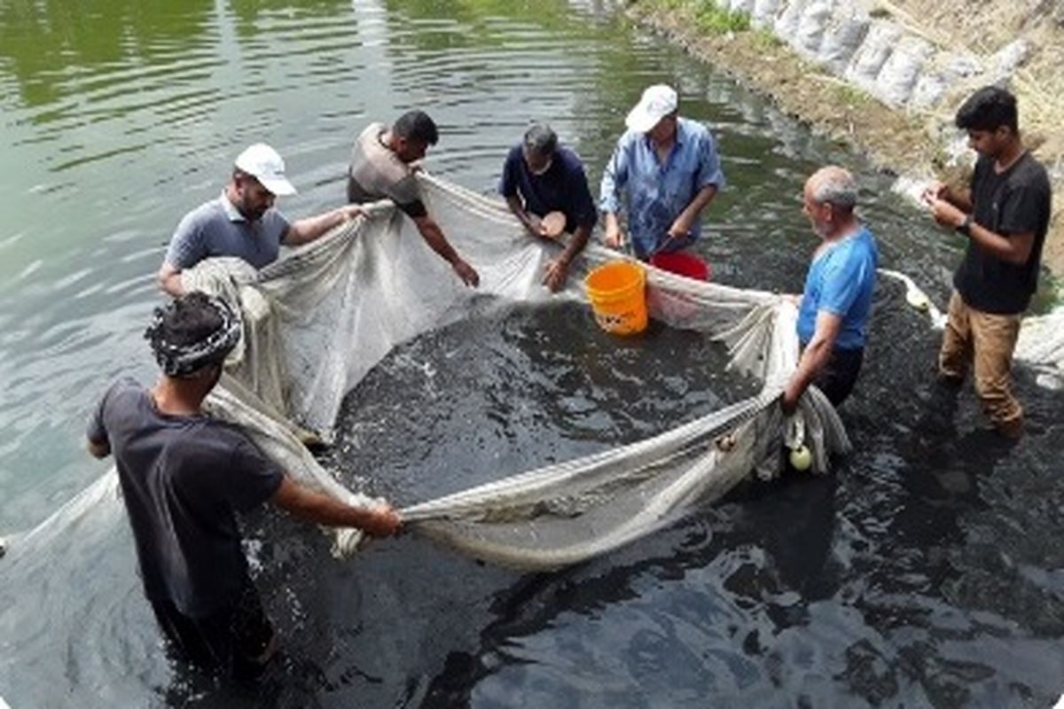 تکثیر طبیعی و رهاسازی ۳۰ میلیون قطعه بچه ماهی سفید در مازندران