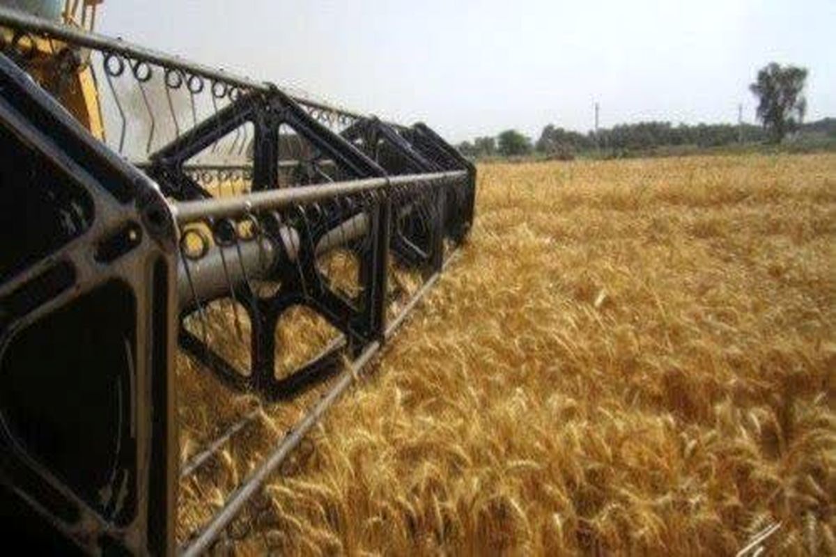 خریداری ۵۵ درصد گندم کشور از کشاورزان ۴ استان