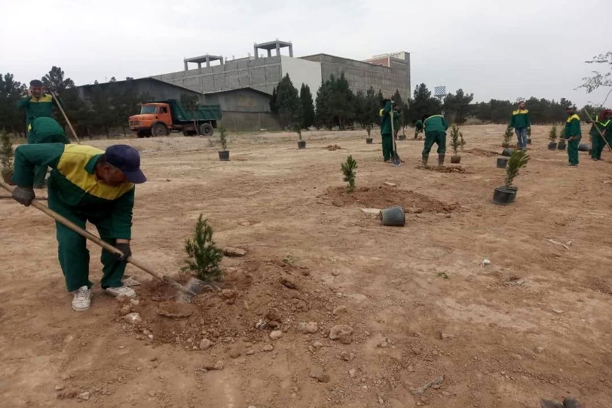 معابر و بوستان های منطقه ۱۹ با کاشت بیش از ۱۳۰۰ اصله درخت سرسبز شد