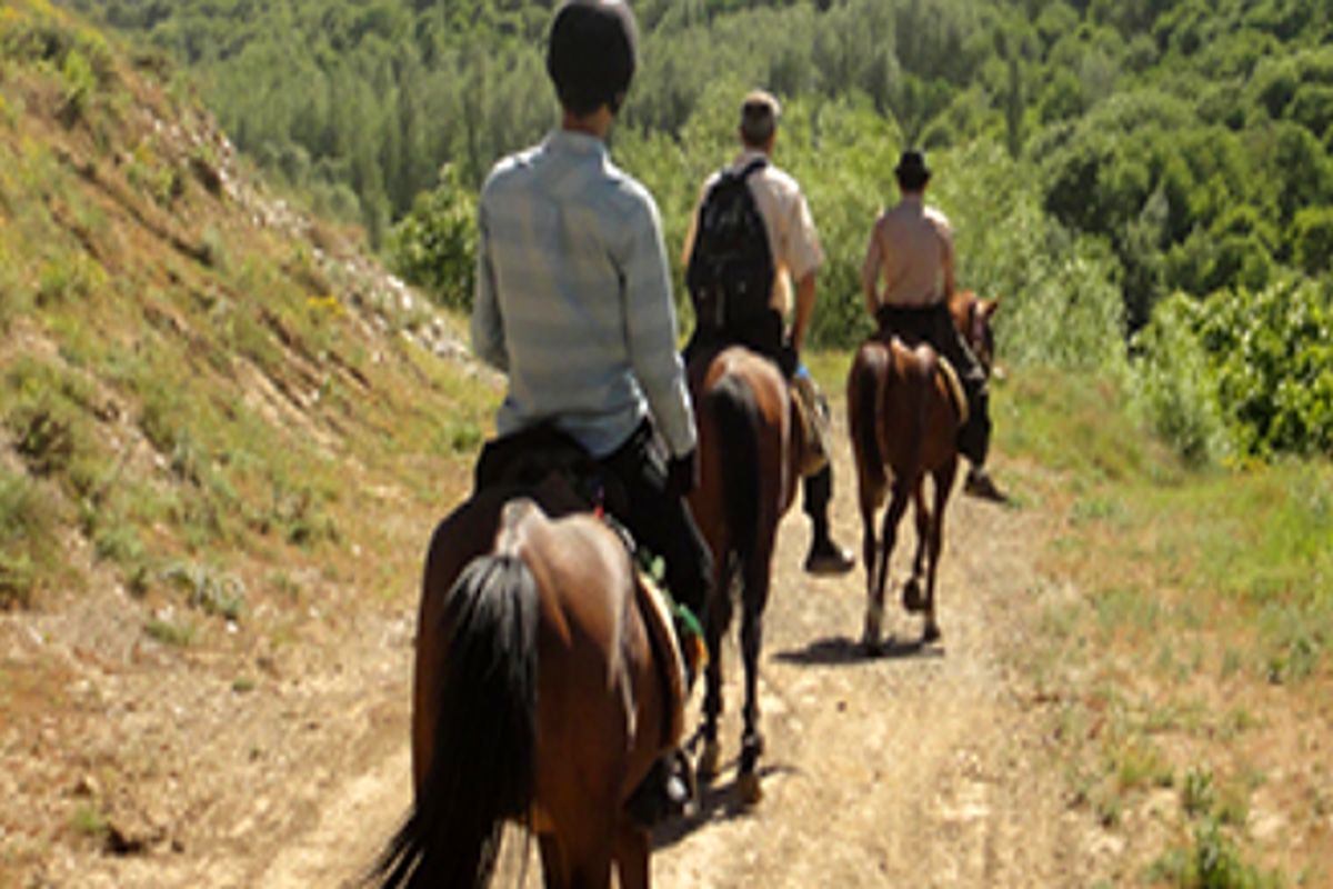 باشگاههای سوارکاری به صورت تخصصی فعالیت کنند/ گردشگری با اسب را فعال می کنیم