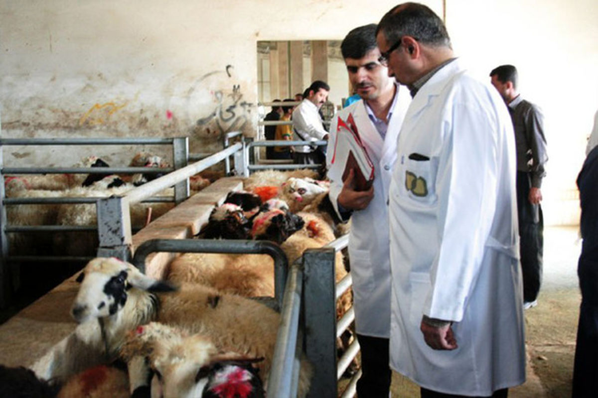 نظارت ۹۰ اکیپ ثابت و سیار دامپزشکی خوزستان بر ذبح شرعی و بهداشتی روز عید قربان