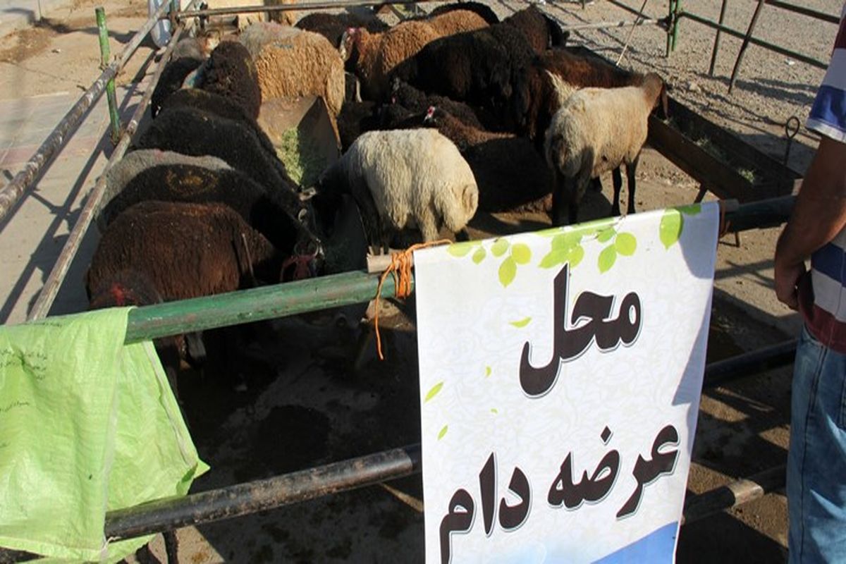 عرضه بیش از ۲ هزار دام بهداشتی در قربانگاه منطقه ۱۹ تهران