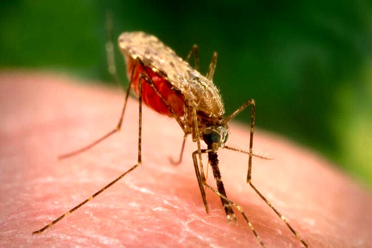 آمار مبتلایان به مالاریا در ایرانشهر به ۲ هزار نفر افزایش یافت
