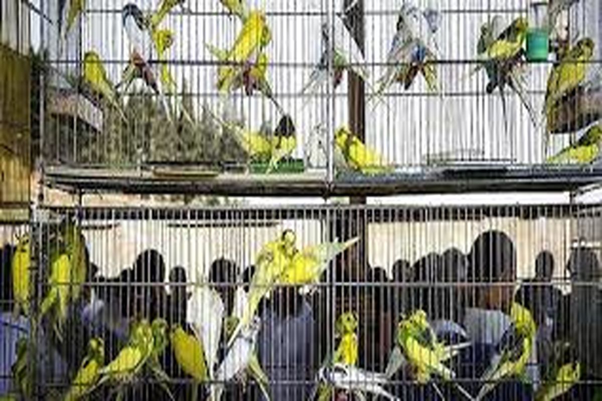 بررسی انتقال واحد های پرنده فروشی بازار پرندگان شرق