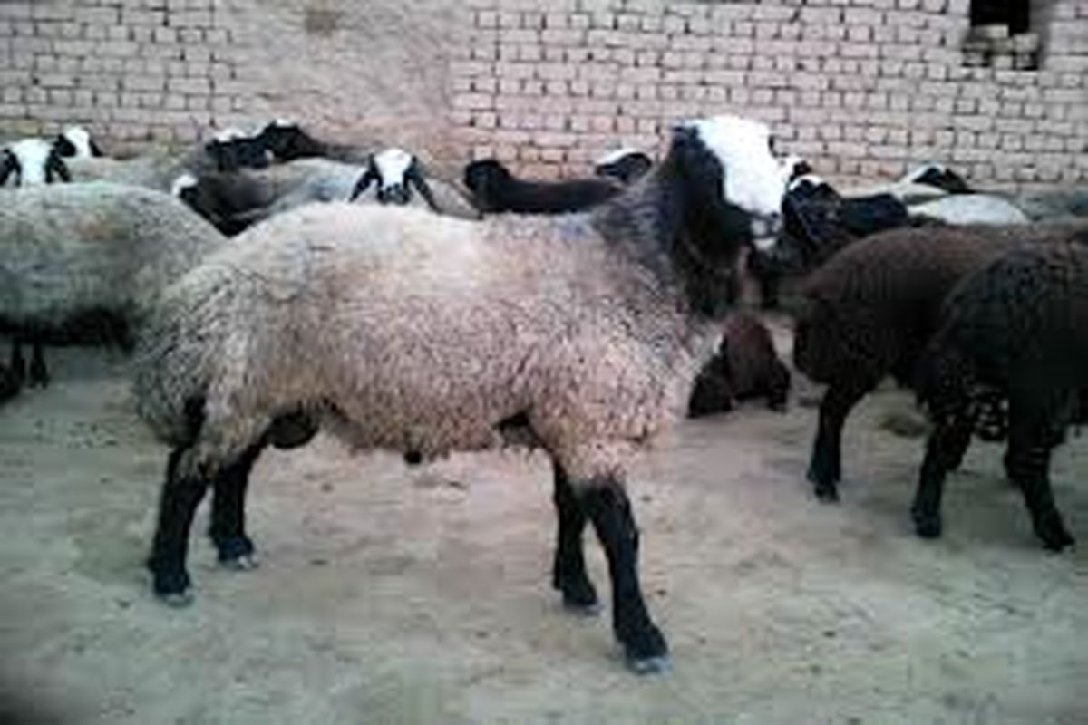 اگر کسی توانایی خرید گوسفند و قربانی کردن آن در عید قربان را ندارد، چه کند؟