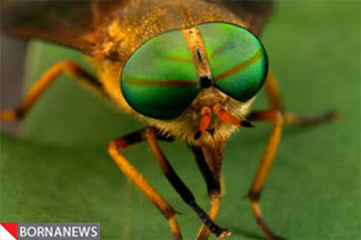 با این ترفندها حشرات دیگر شما را نیش نمی زنند! + عکس