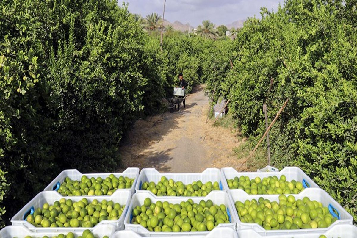 ورود سازمان مرکزی تعاون روستایی به خرید توافقی لیمو از باغداران / قیمت بازار به نفع باغداران متعادل می‌شود