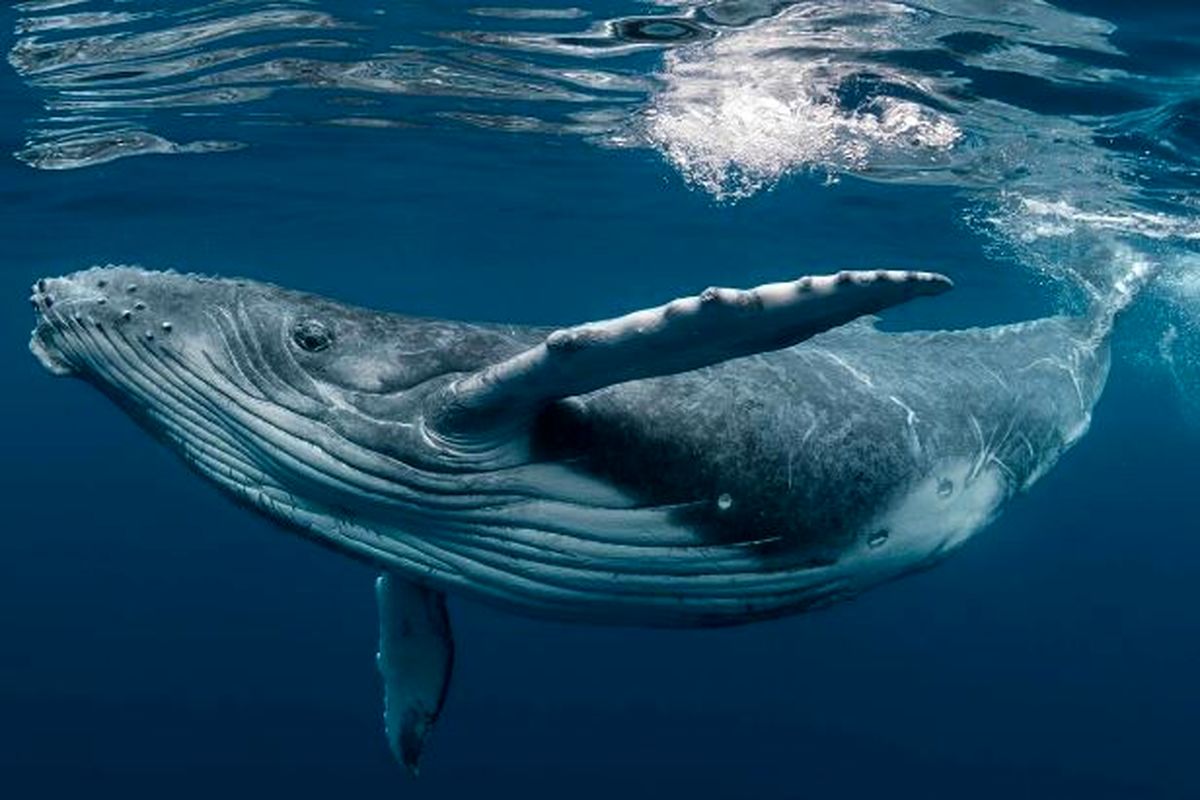 یک نهنگ غول‌پیکر قدیمی کشف شد