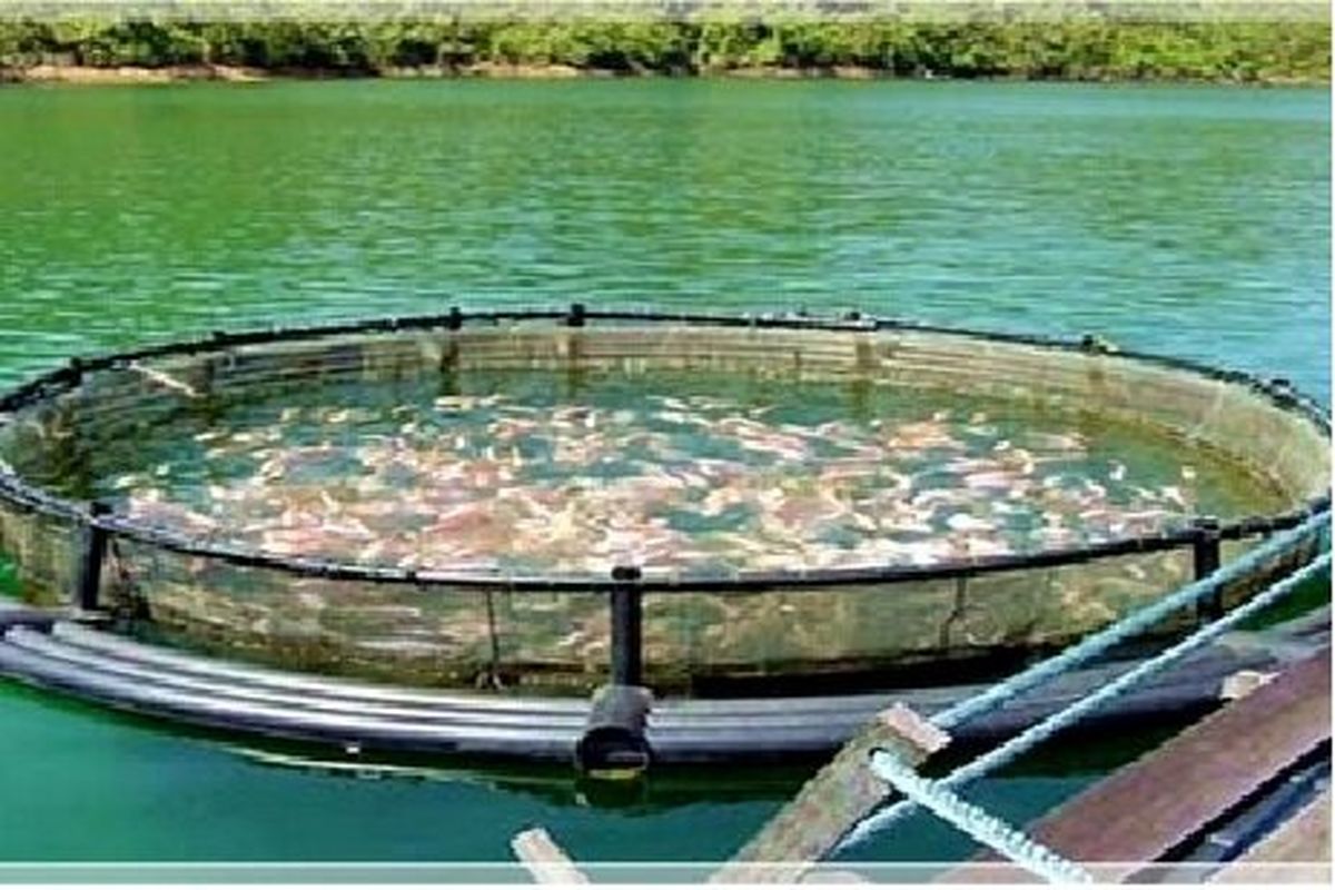 تولید پرورش ماهی سازمان اوقاف در استان بوشهر تا پایان سال به ۵ هزار تن می رسد