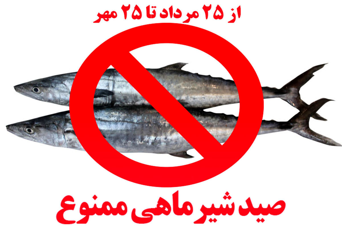 اعلام ممنوعیت ۶۰ روزه صید ماهی شیر در صیدگاه های خوزستان