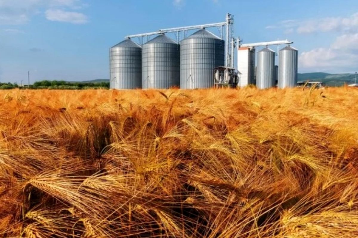 افزایش ۷۷ درصدی خرید گندم از کشاورزان آذربایجان شرقی