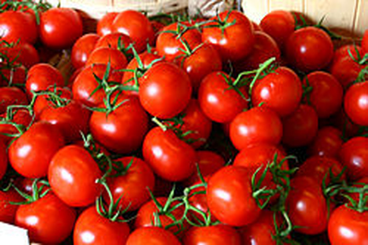 برداشت گوجه فرنگی در آذربایجان‌غربی آغاز شد