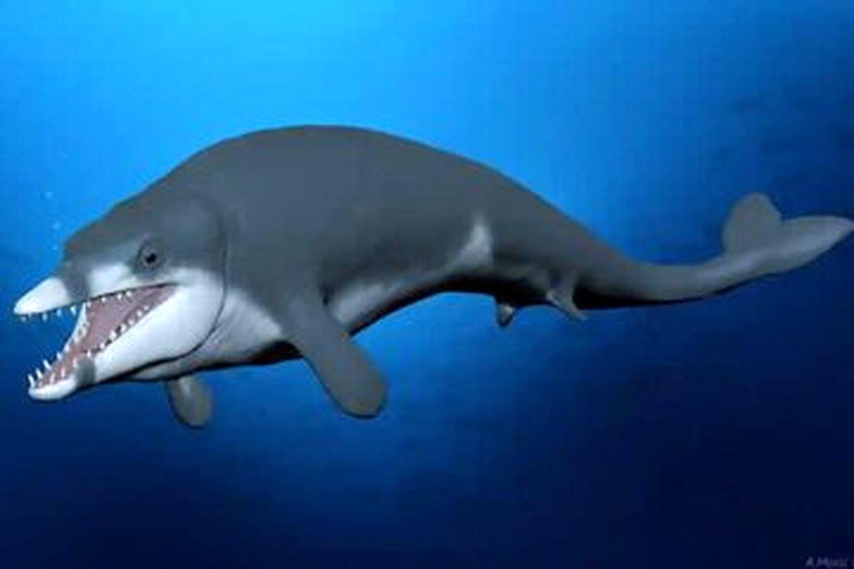 ردپای نهنگ ۴۱ میلیون ساله  پیدا شد!+ عکس