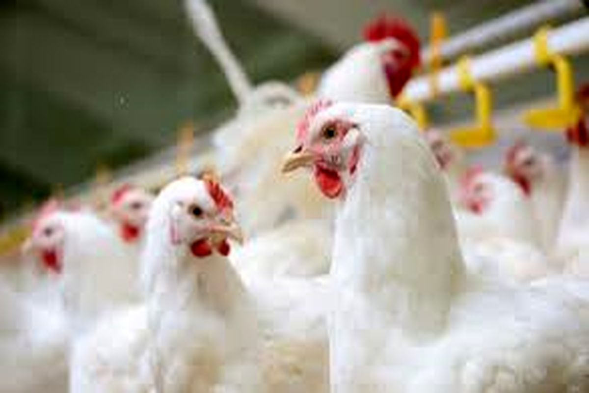 کشف ۴۹۰ قطعه مرغ زنده قاچاق در چگنی