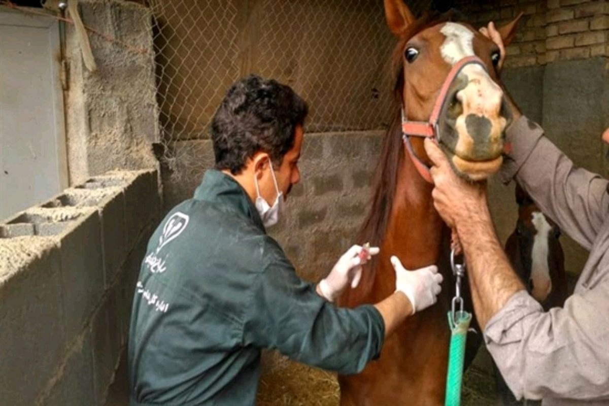 پایش بیماری مشمشه در مراکز پرورش و نگهداری اسب قزوین