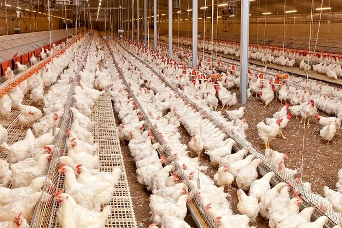 افزایش ظرفیت مرغداری های خوزستان تا مرز خودکفایی / راه اندازی اولین آزمایشگاه کنترل کیفی و کارخانه بسته بندی مدرن عسل در استان