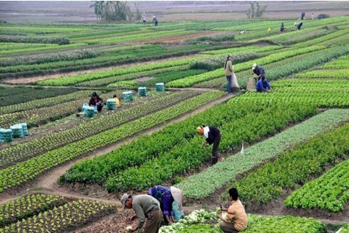 استان قزوین در کشاورزی قراردادی کشور سهم سه درصدی دارد