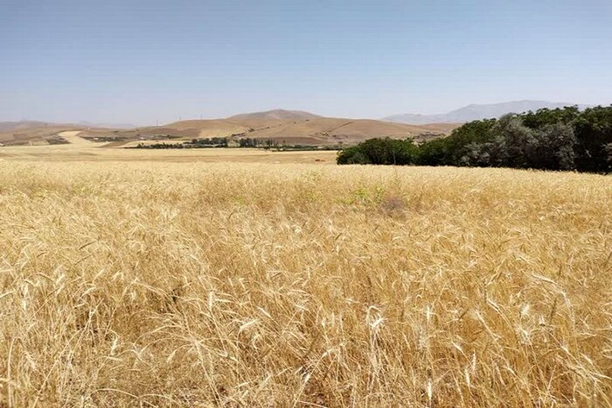 افزایش پنج برابری تولید گندم در استان فارس