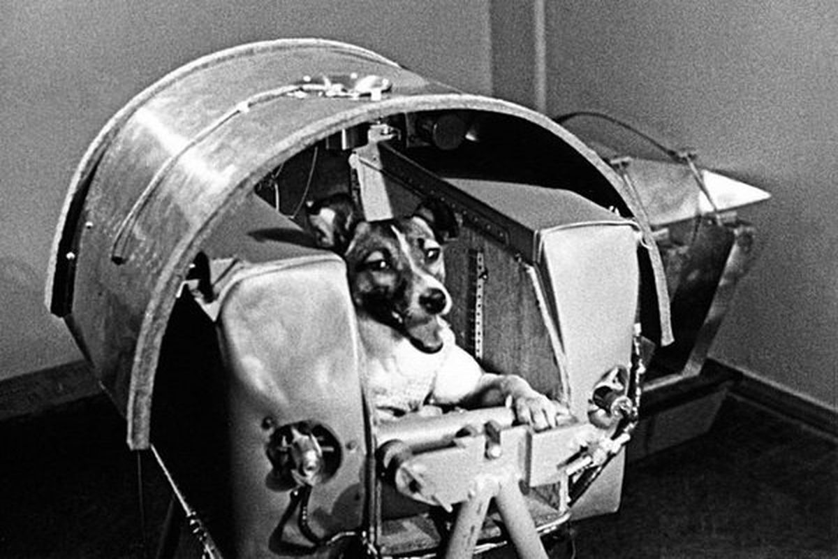 این سگ ولگرد روسی فضانورد شد!