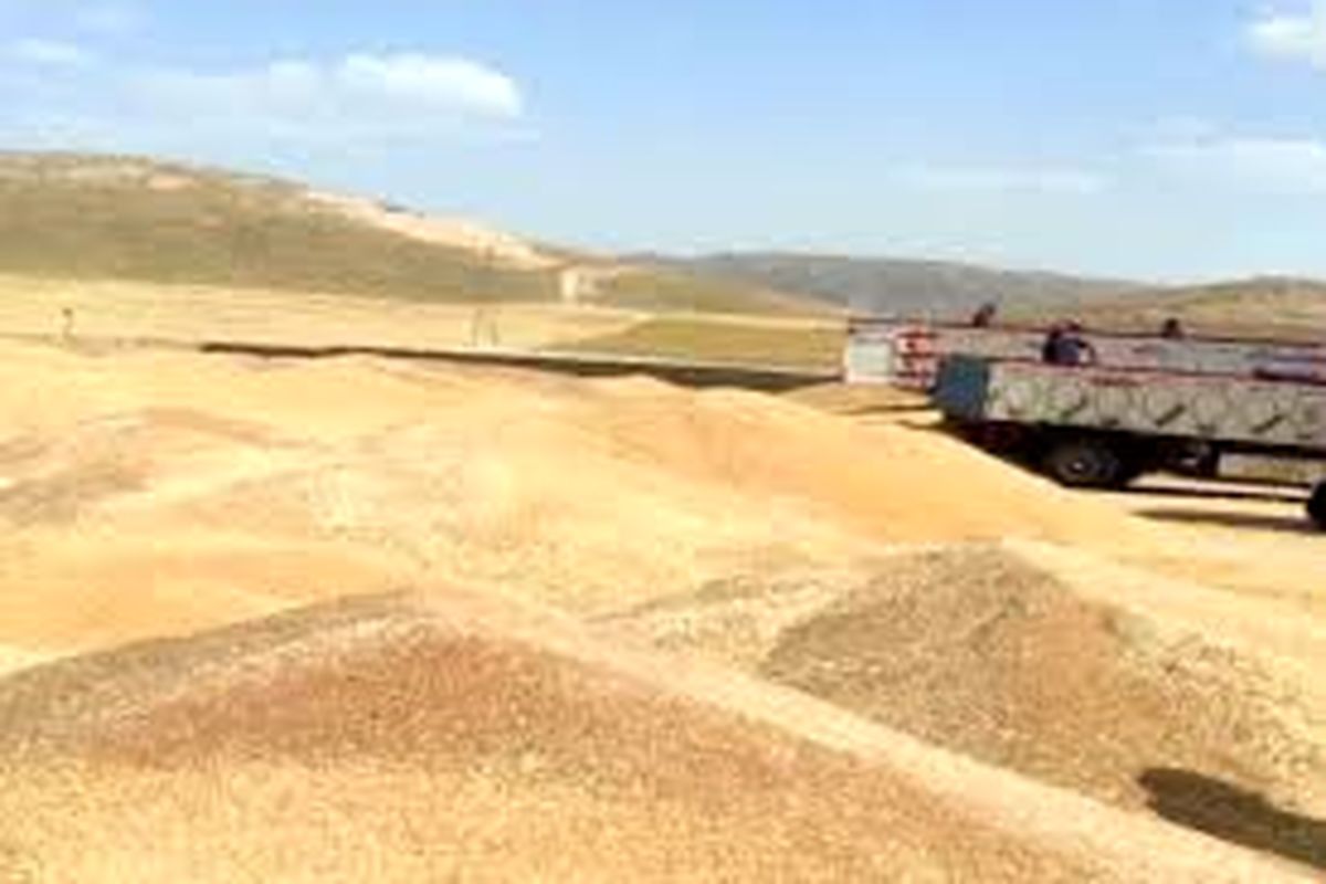 خریداری ۴۰۰ هزار تن گندم مازاد بر نیاز کشاورزان در لرستان