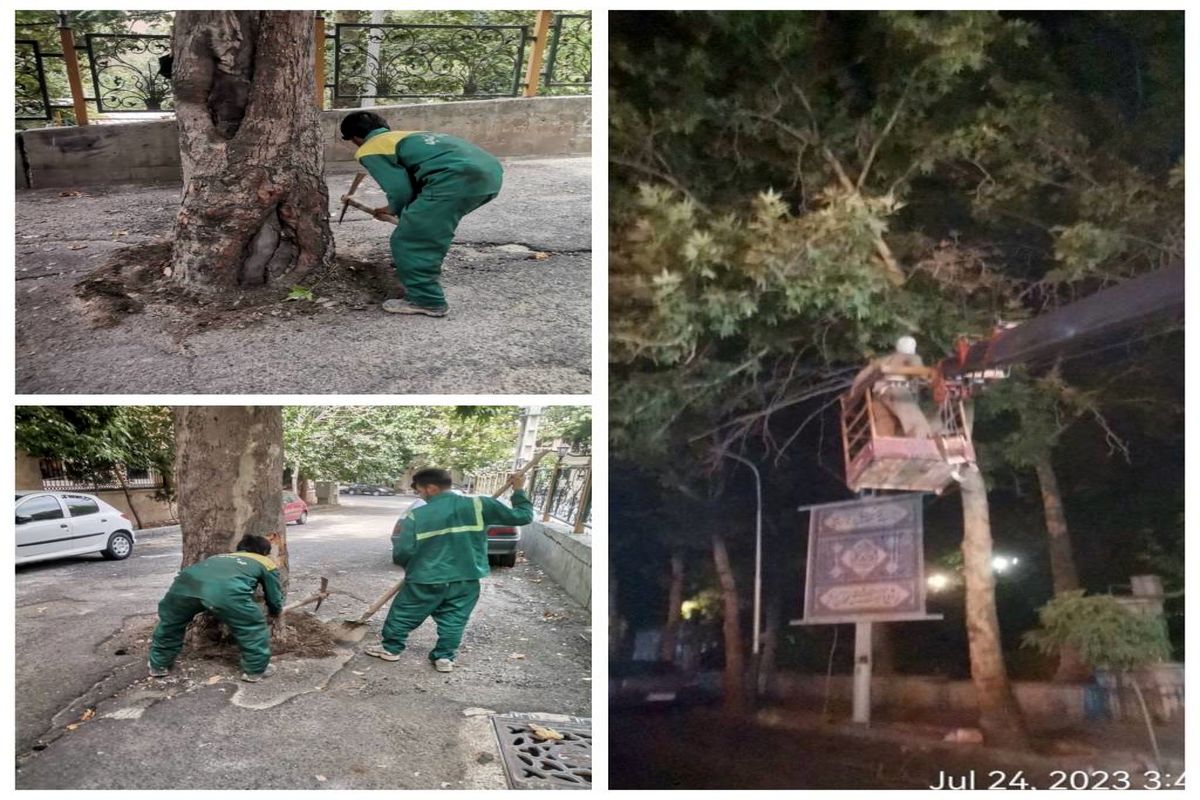 آزاد سازی طوقه و خشکه زنی درختان در بوستان ها و معابر شمال تهران در حال اجرا است