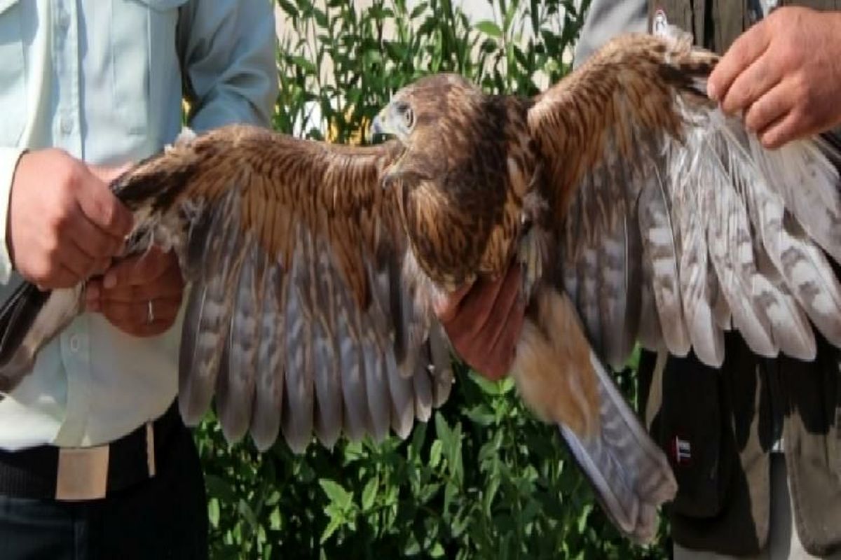 کشف یک بهله عقاب کمیاب در رودبار