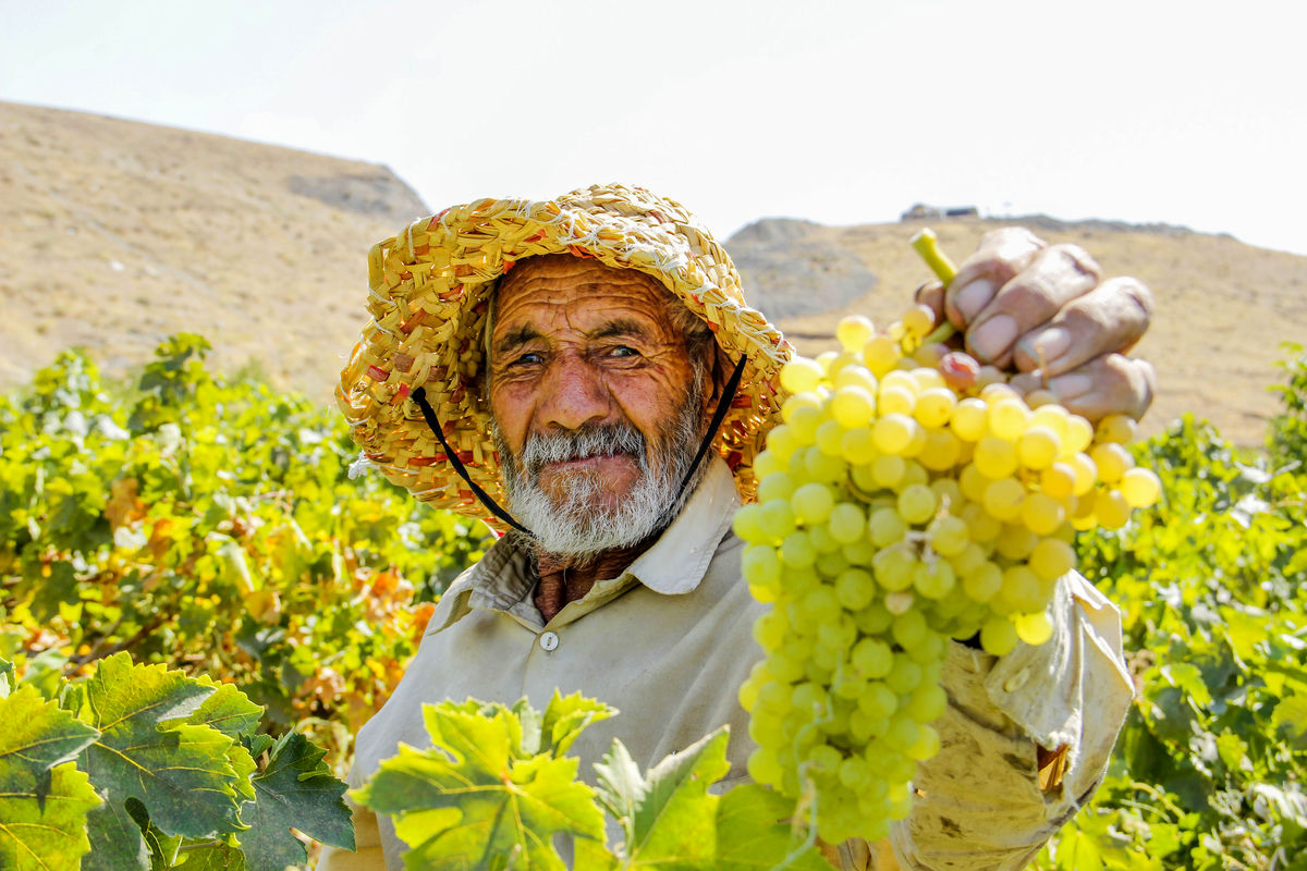 برداشت ۲۲۷ هزارتُن انگور در آذربایجان غربی