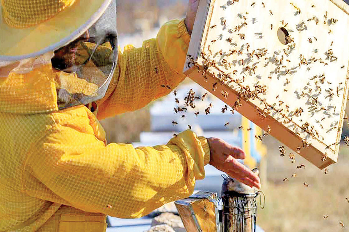 تامین ۳۰ هزار تن شکر برای زنبورستان ها/ زنبورداران از شکر در موارد خاص استفاده می کنند