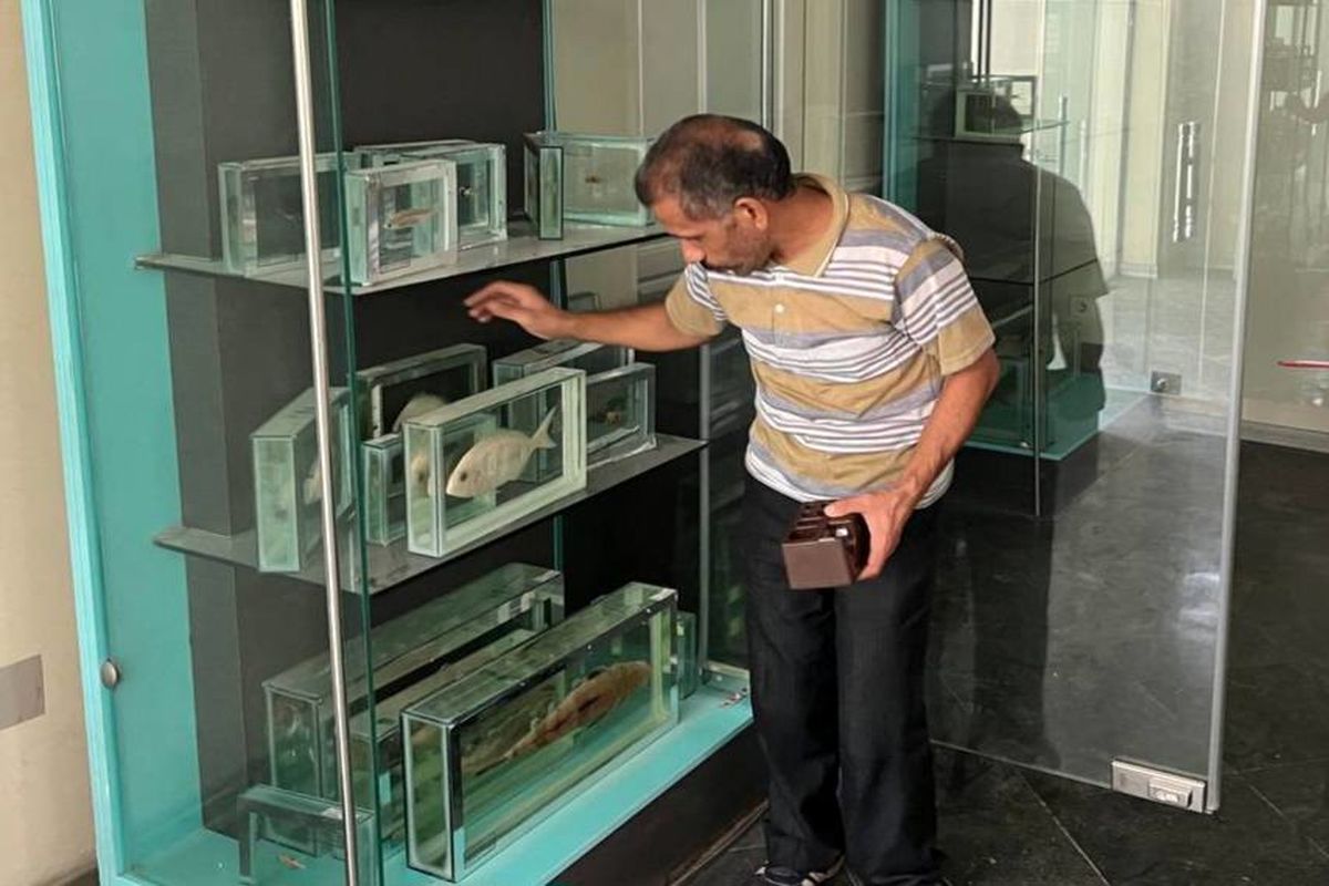 بخش ماهیان خلیج فارس در موزه دارآباد راه اندازی می شود