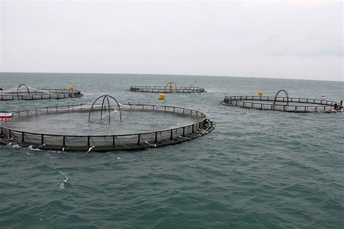 ظرفیت تولید ماهی پرورشی در استان بوشهر  ۲ هزار تن افزایش یافت