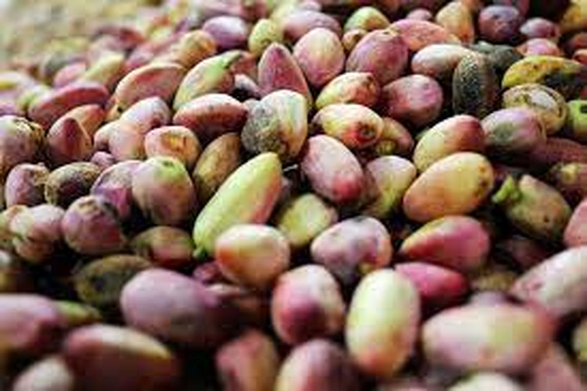 قیمت پسته در بازار میوه و تره بار چقدر است؟