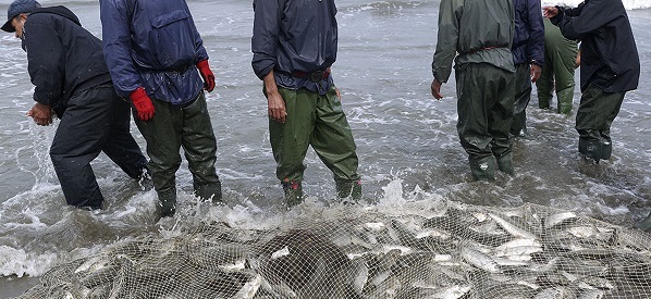 آغاز فصل صید ماهیان استخوانی در گیلان از امروز آغاز فصل صید ماهیان استخوانی در گیلان از امروز
