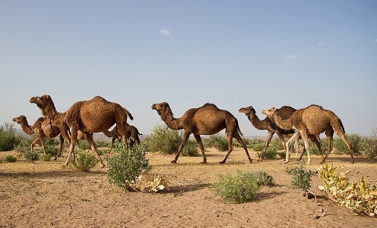 راه پایدار حفظ ذخایر ژنتیکی شتر، ایجاد زنجیره تولید است